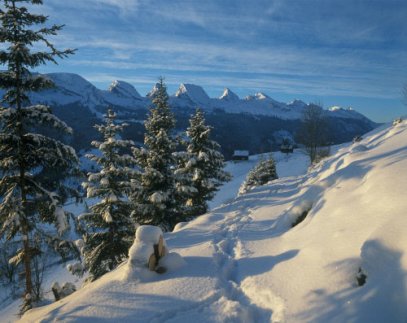 Toggenburg Skinet